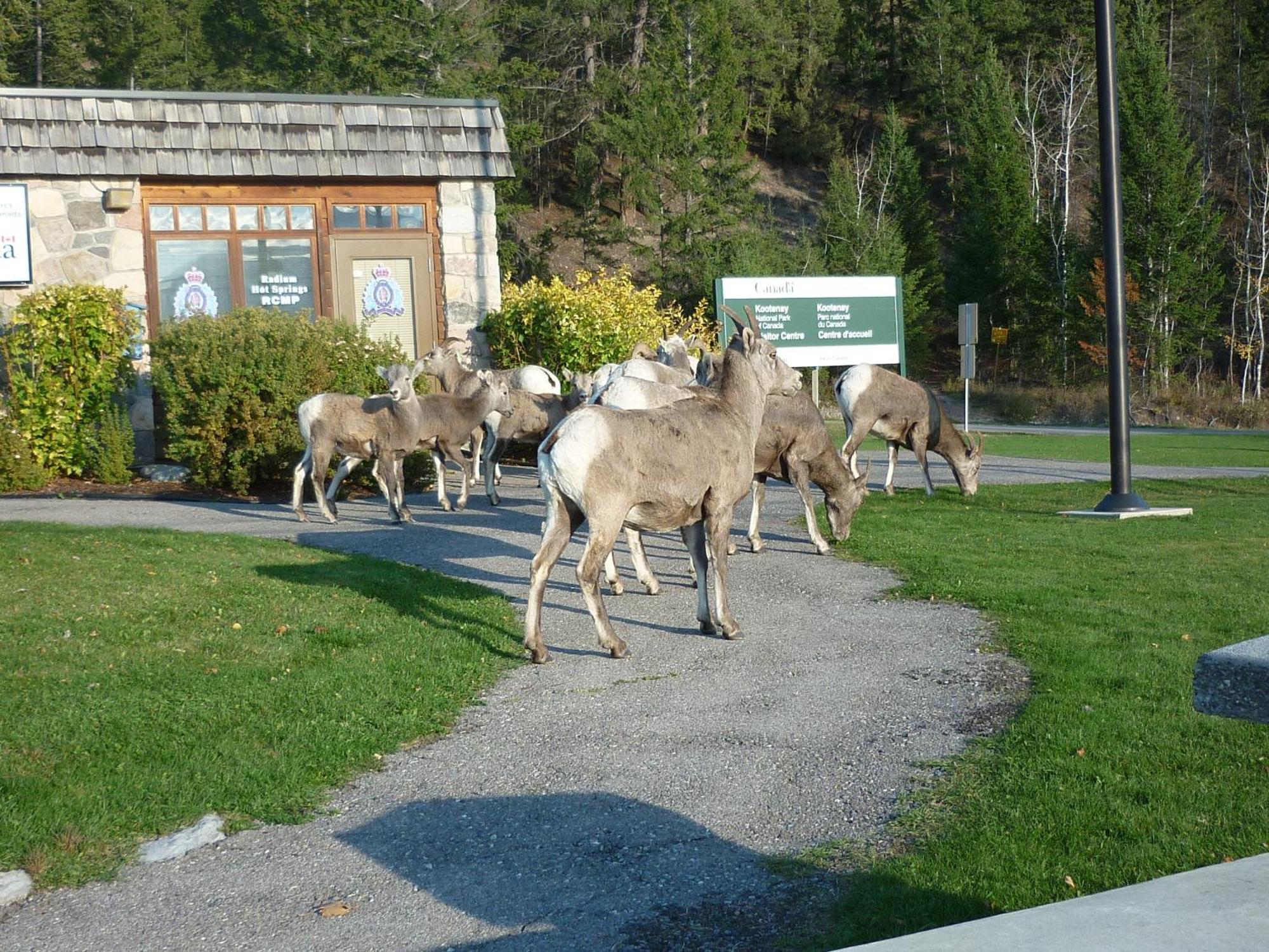 Motel Bavaria Radium Hot Springs Εξωτερικό φωτογραφία
