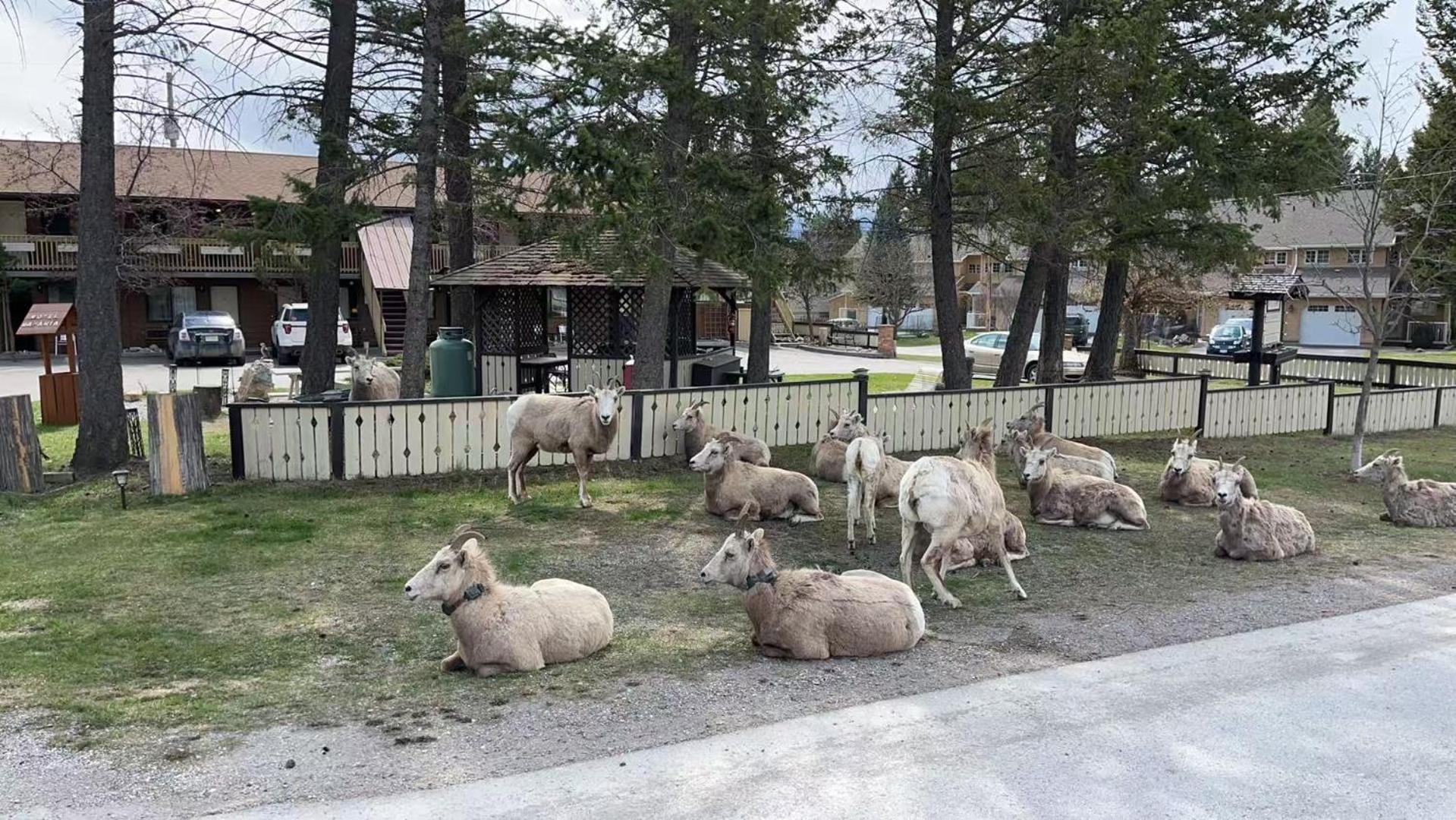 Motel Bavaria Radium Hot Springs Εξωτερικό φωτογραφία